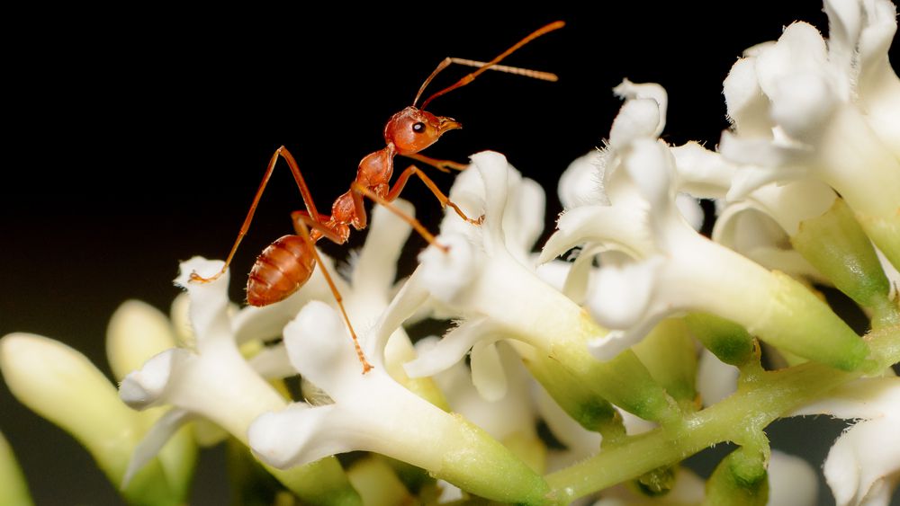 hormiga sobre flor blanca