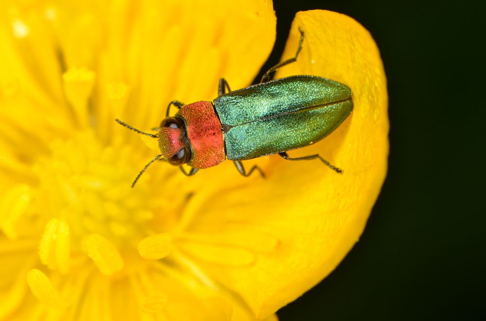 escarabajo verde y naranja alimentándose de una flor amarilla