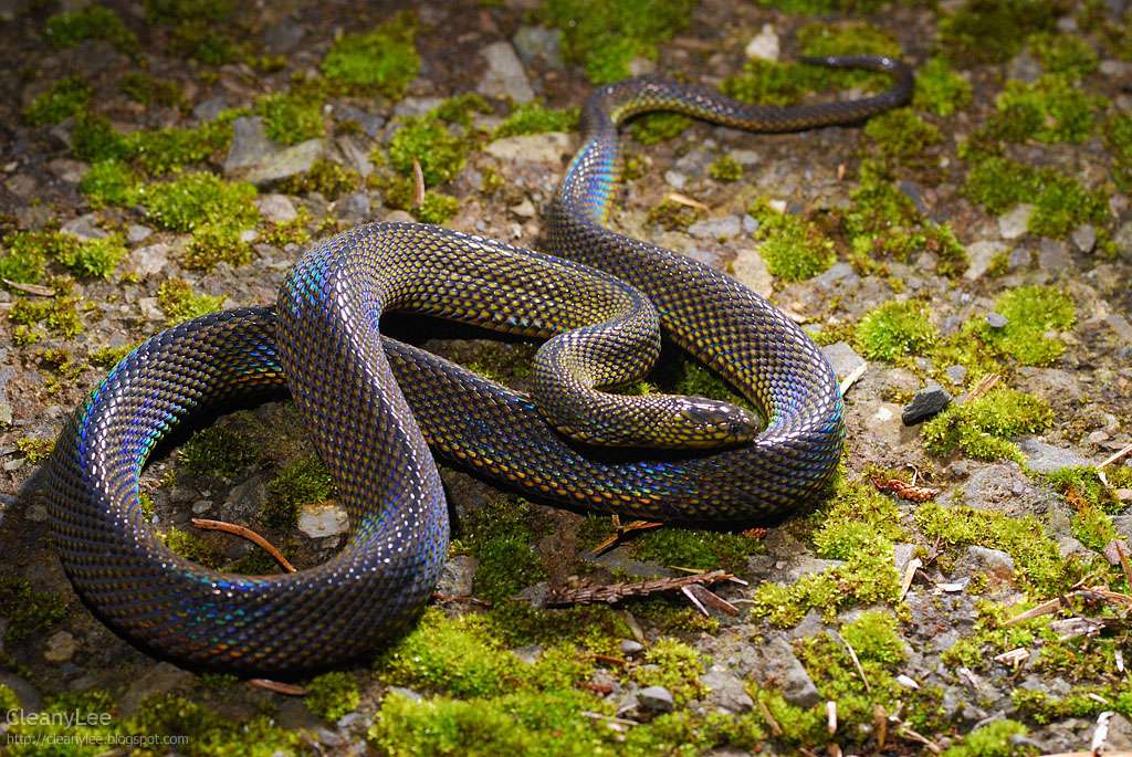 La serpiente de escamas extrañas de Formosa brilla iridiscente bajo la luz
