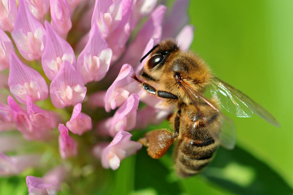 Un primer plano de una abeja en un trébol rosa