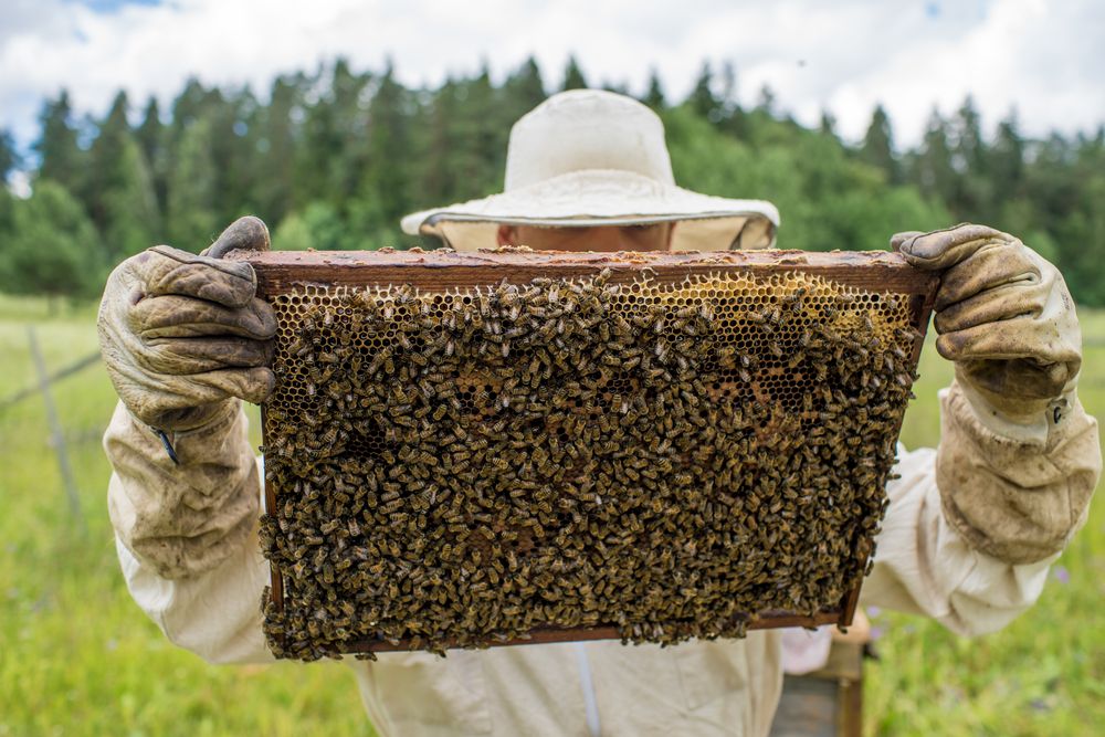 Los apicultores pueden cubrir las colmenas con arpillera para protegerlas de los pesticidas