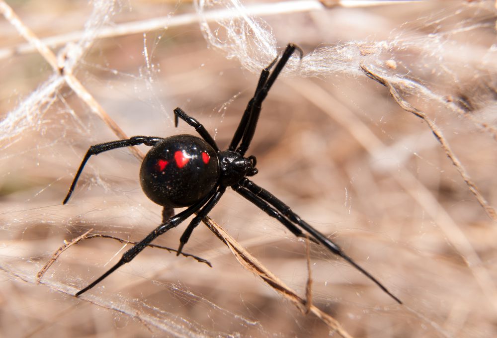 araña viuda negra con marcas rojas distintivas en una tela