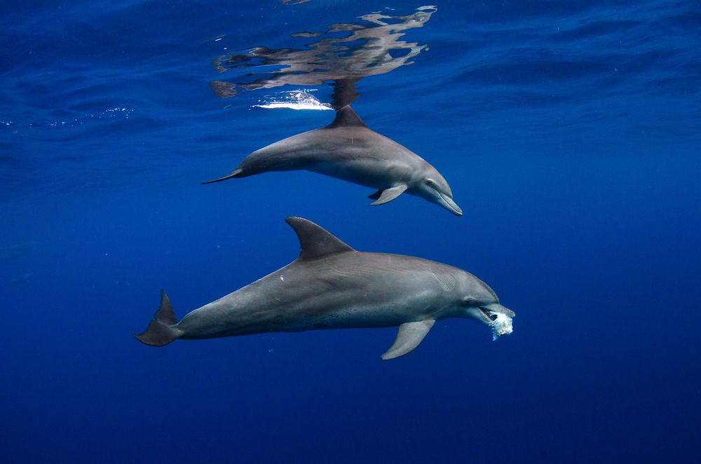 dos delfines con una esponja marina blanca en la boca
