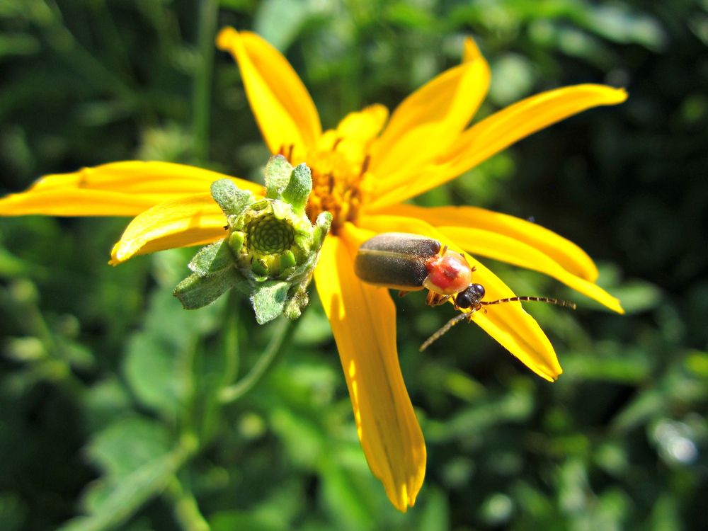 firefly sitting on yellow aster flower