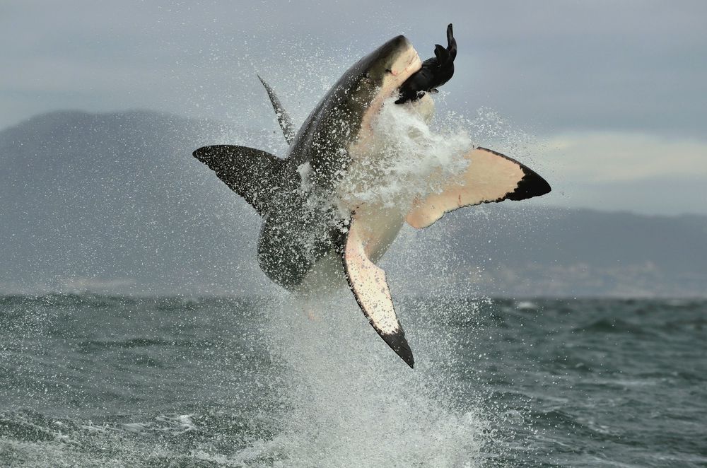 Los tiburones blancos son famosos por brincar mientras capturan focas