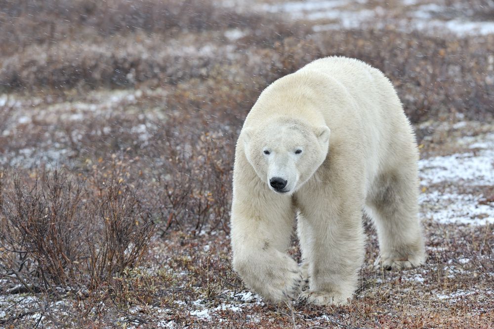 oso polar caminando por la tundra