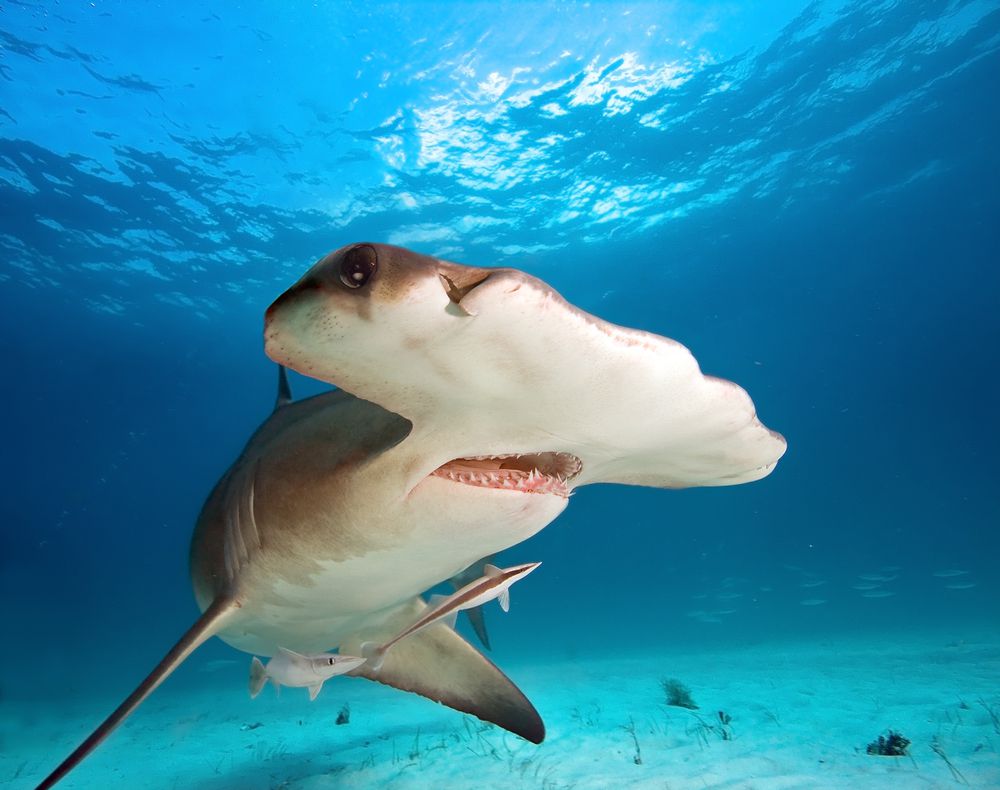 La estructura especializada de un tiburón martillo le confiere una extraordinaria visión binocular