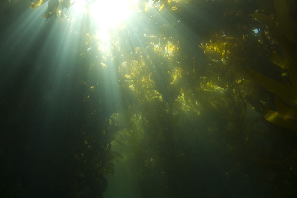 la luz del sol que incide sobre las algas