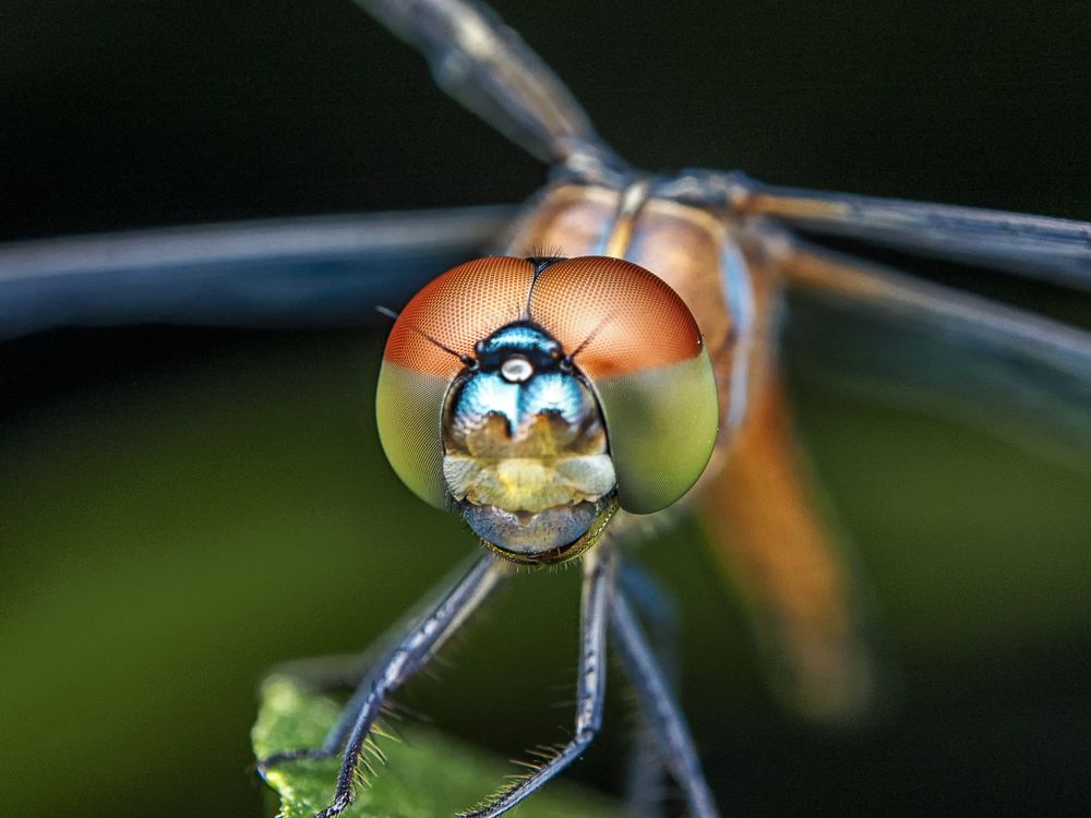 Las libélulas tienen enormes ojos compuestos que permiten una visión de 36 grados
