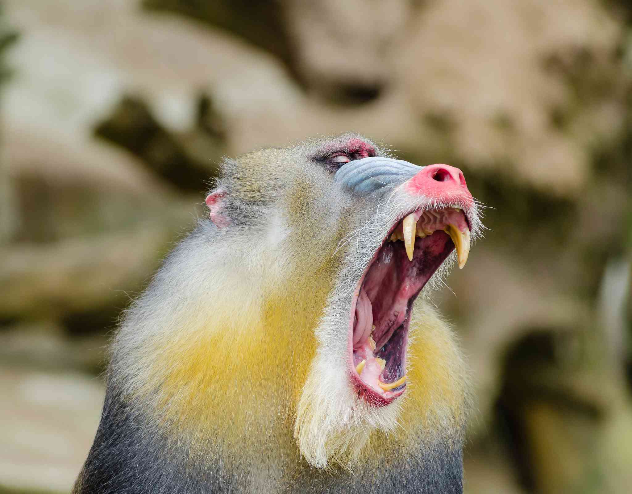 mono manbill negro con amarillo con la boca abierta mostrando sus largos dientes