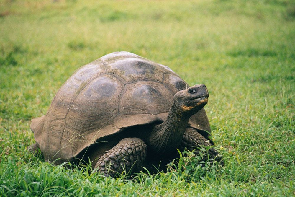Una tortuga de Galápagos de pie en un campo de hierba verde