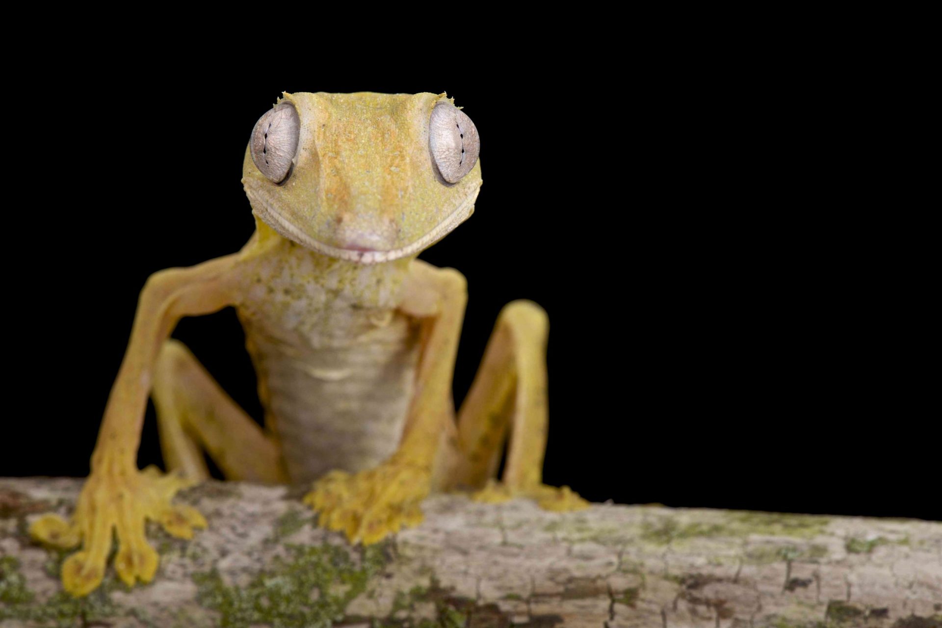 Este tipo con patas es un gecko de cola plana alineada