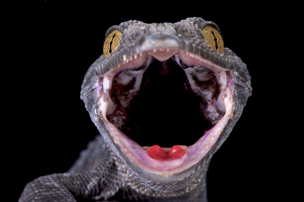 ¡Los geckos tienen una poderosa mordida y un gran apetito!