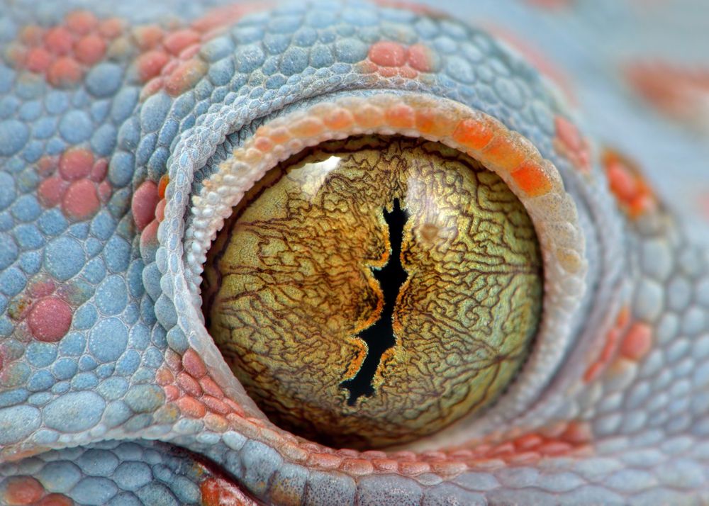 Los geckos tienen unos ojos increíbles adaptados a la caza nocturna