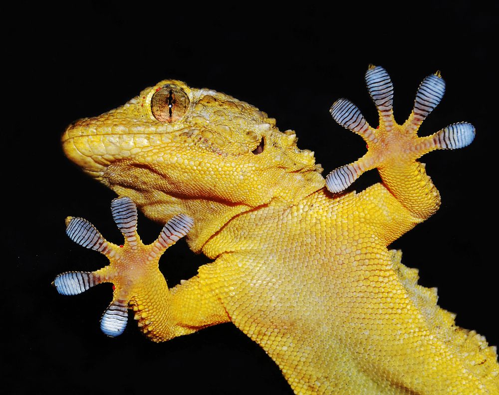 Las almohadillas especializadas de los dedos de los geckos les permiten correr por las superficies resbaladizas