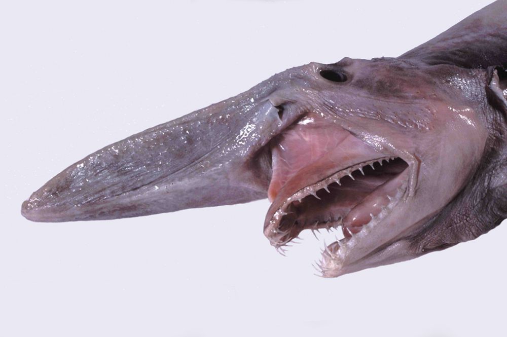 cabeza de tiburón duende gris rosado con un largo hocico y muchos dientes pequeños