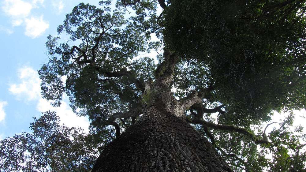 Vista del árbol Patriarca da Floresta
