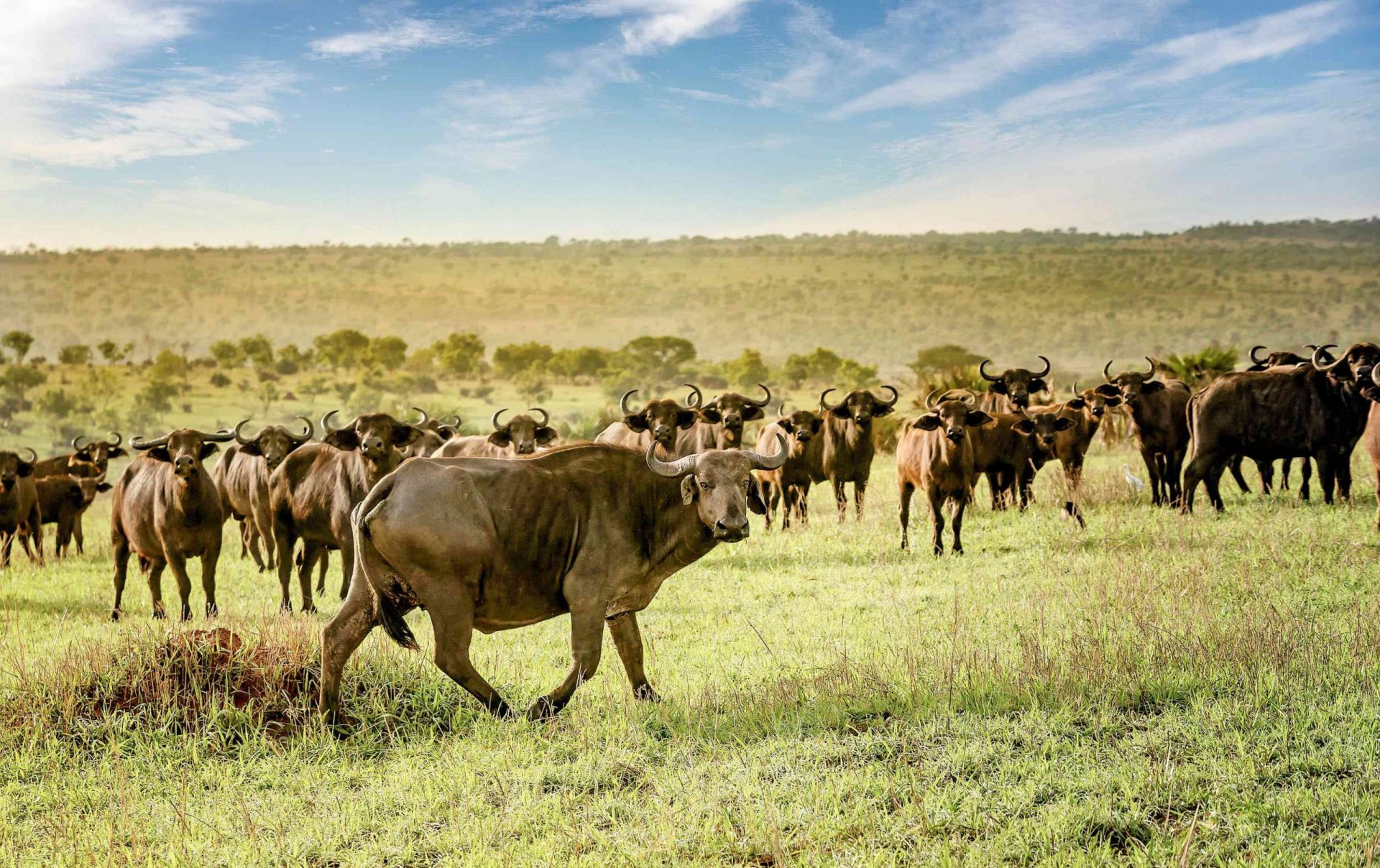 Una manada de búfalos africanos en una llanura