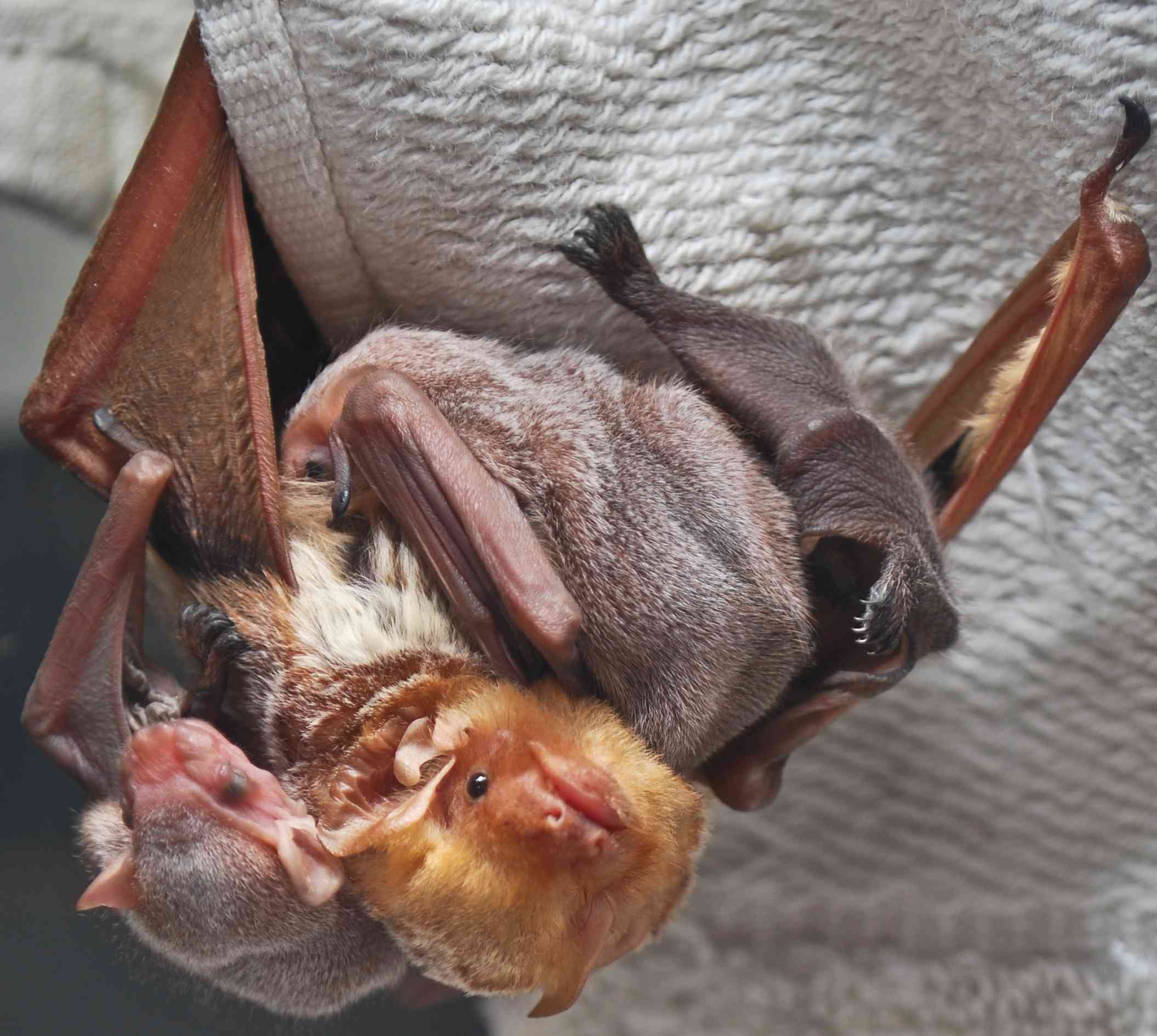 murciélago rojo oriental con crías