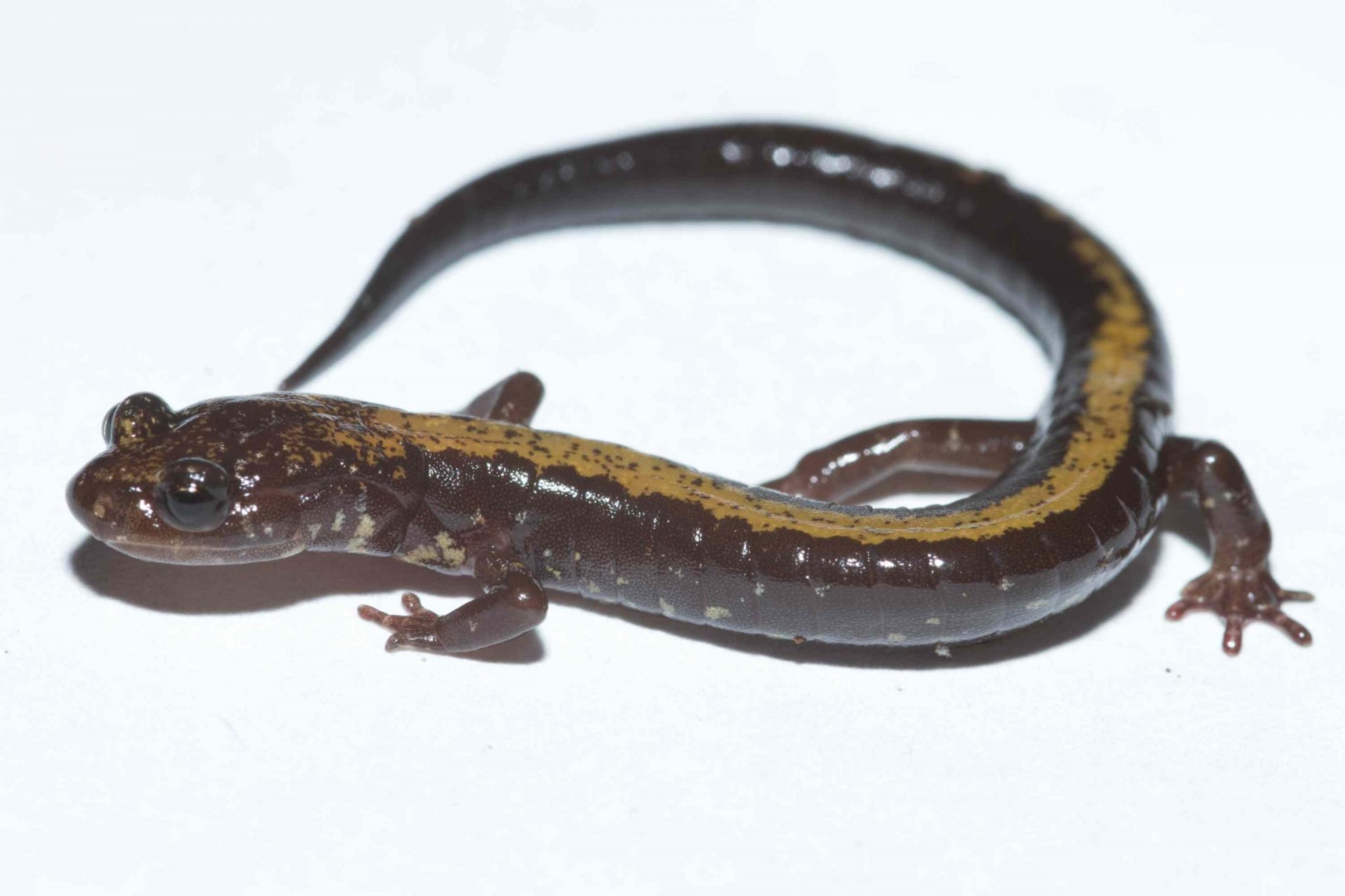 Salamandra de Shenandoah
