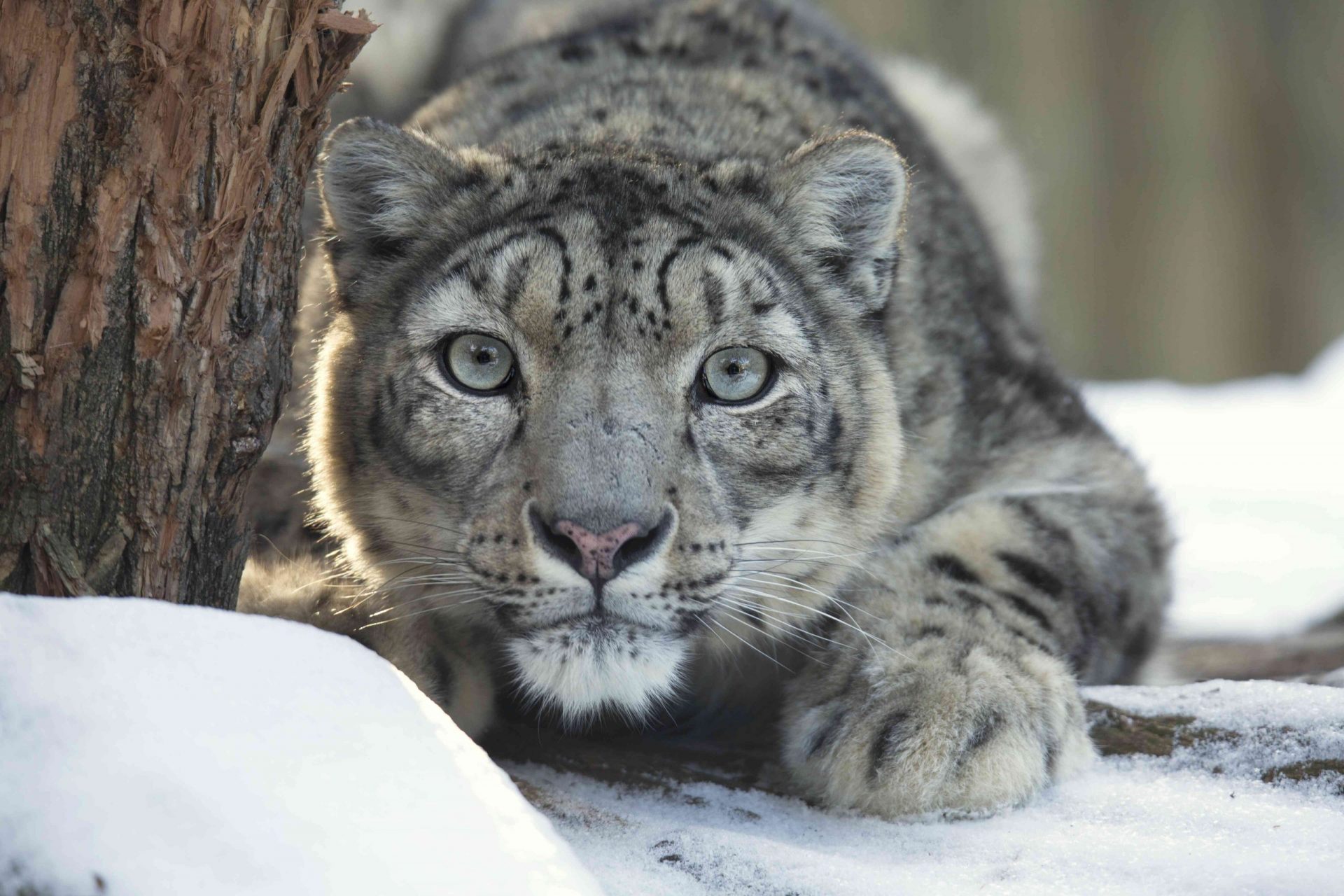 Un leopardo de las nieves al acecho, agazapado junto a un árbol en la nieve