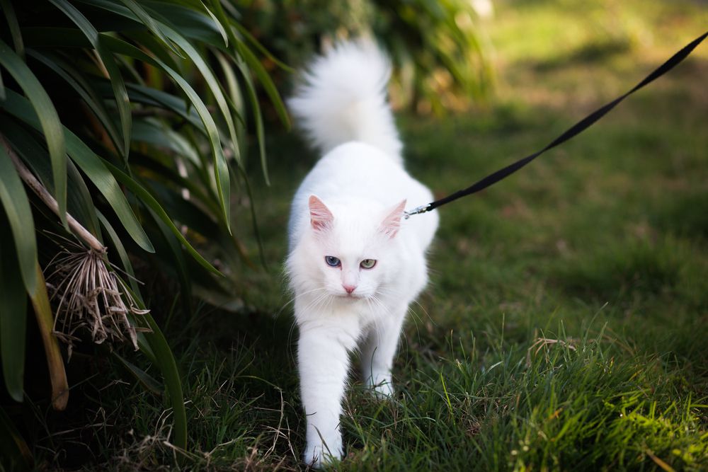 gato blanco caminando fuera con correa