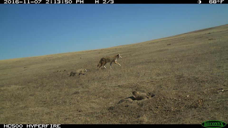 coyote y tejón cazando juntos