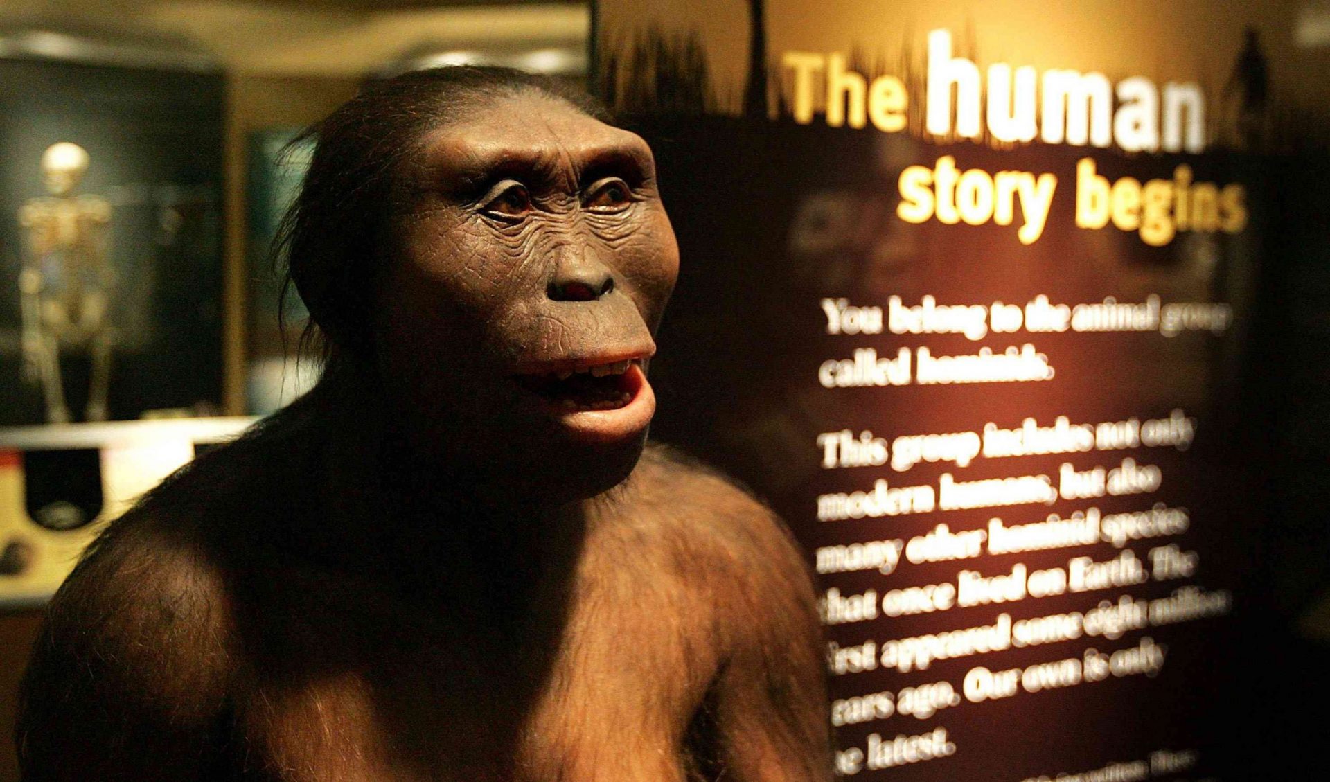 Lucy la australopitecina, Australopithecus afarensis