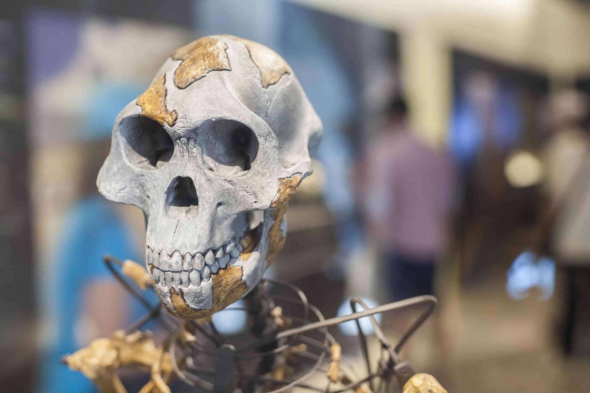 cráneo y esqueleto de Lucy, Australopithecus afarensis