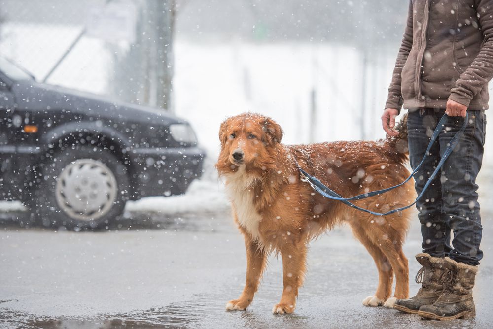 mujer paseando al perro en invierno