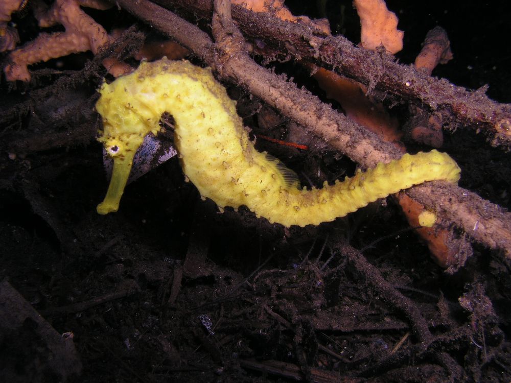seahorse anchored with tail