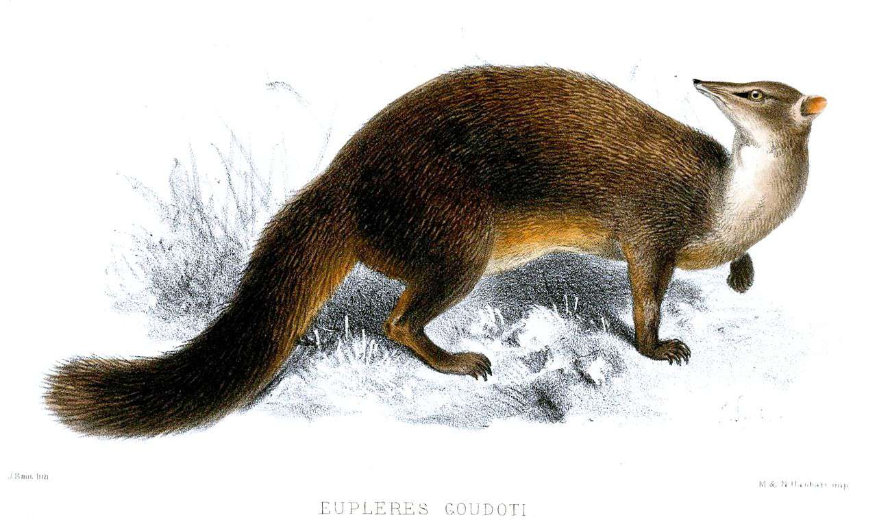 Eupleres goudotii, o el falanouc oriental, es una de las dos subespecies, siendo la otra el falanouc occidental o Eupleres major