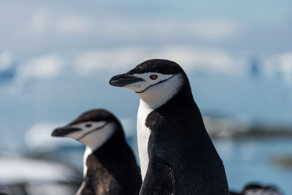 Un primer plano de un pingüino con una franja negra bajo el ojo