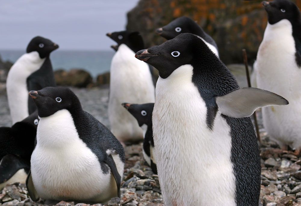 Un grupo de pingüinos de ojos blancos y negros brillantes se encuentra en una playa