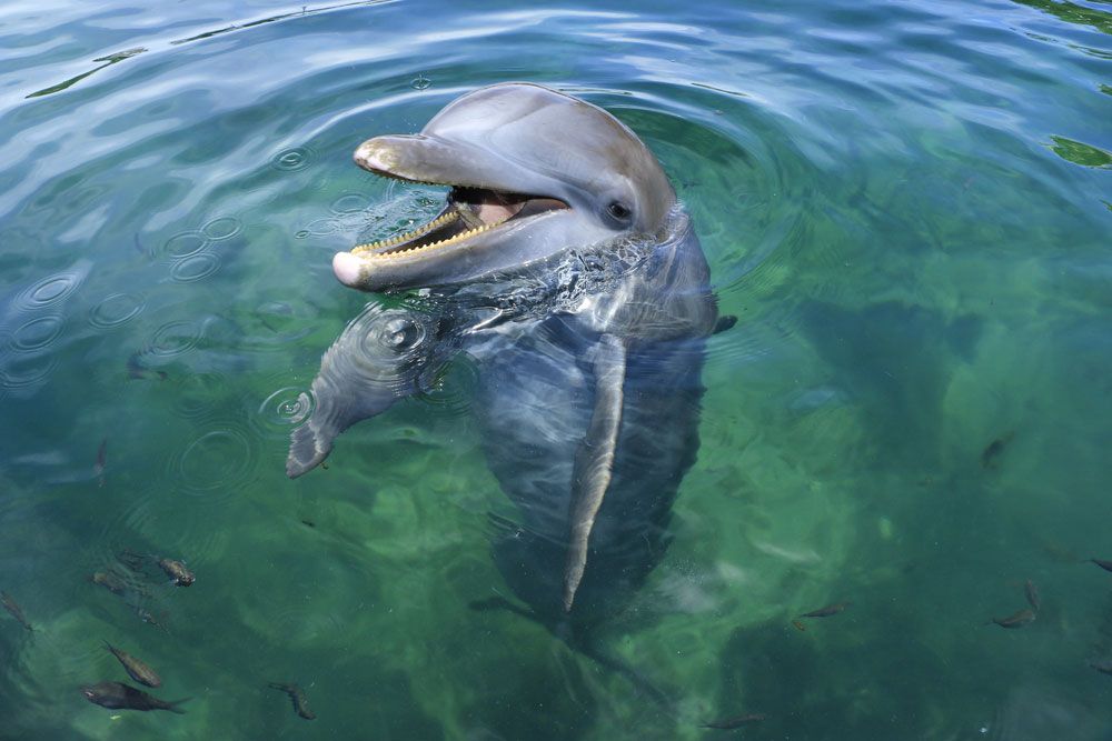 el delfín azul sonríe mientras se mantiene erguido en el agua