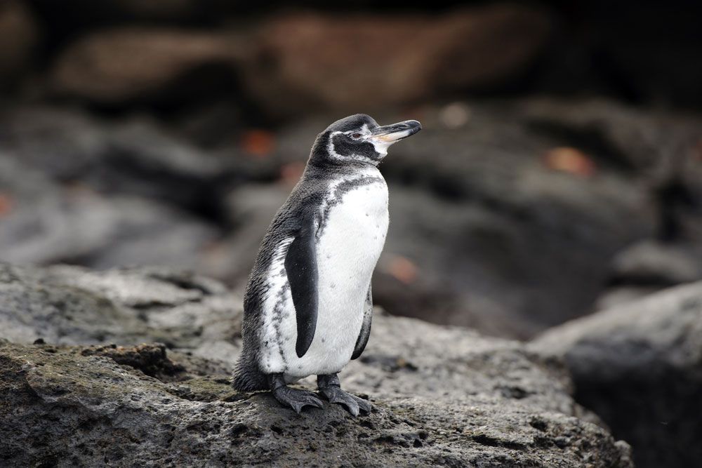 Un peludo pingüino gris y blanco sobre una roca