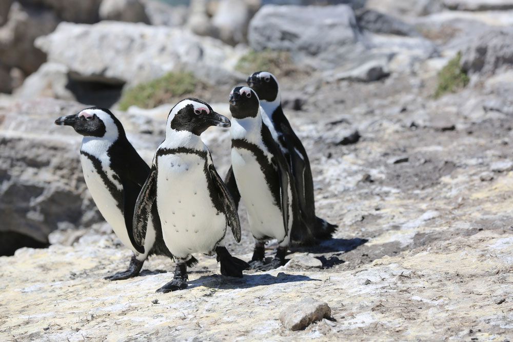 Cuatro pingüinos blancos y negros caminan por una superficie rocosa