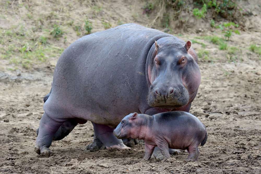 madre y bebé hipopótamo caminan por el suelo de tierra