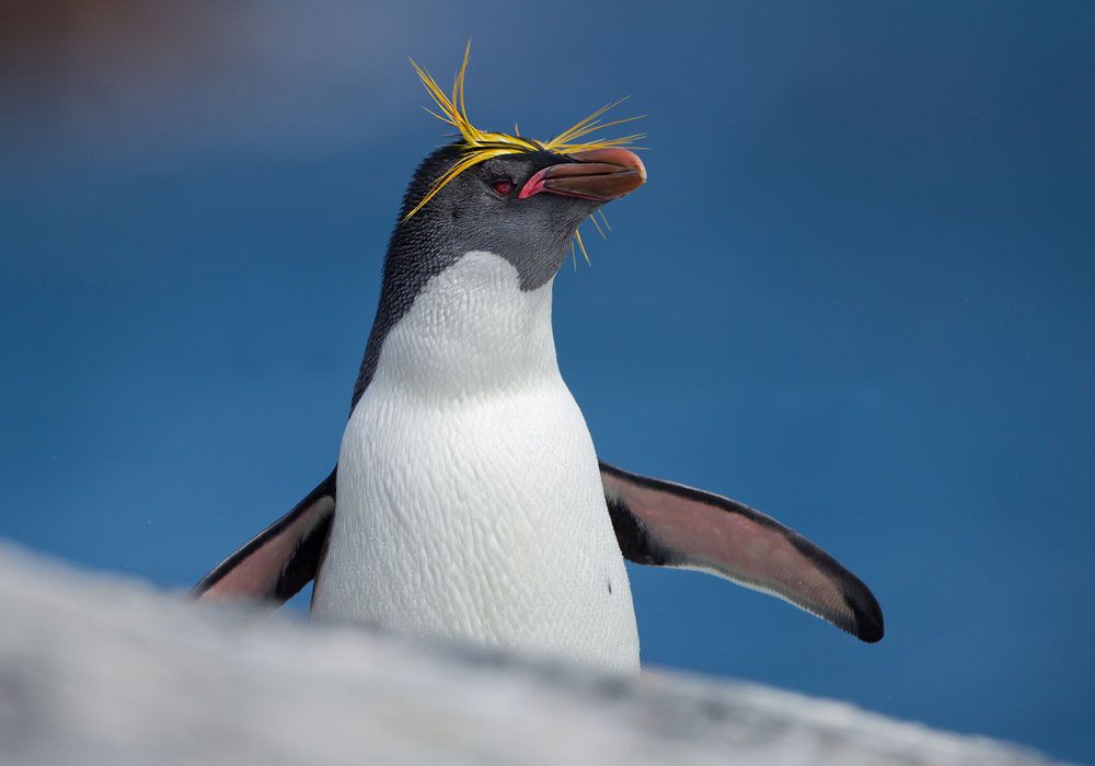 Un pingüino con cresta amarilla observa su entorno