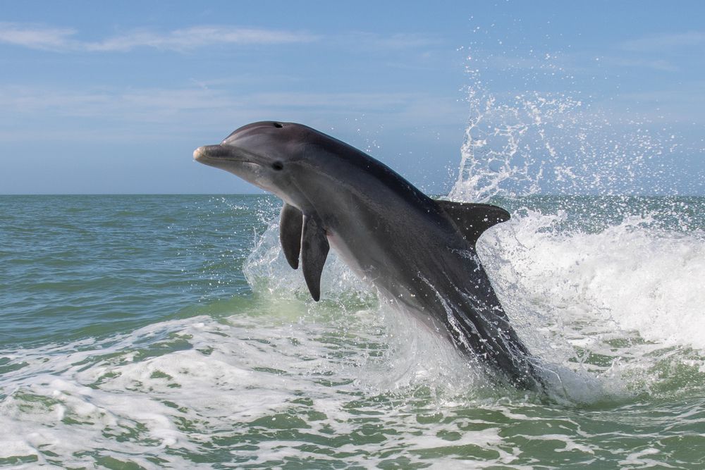 Delfín saltando en el océano