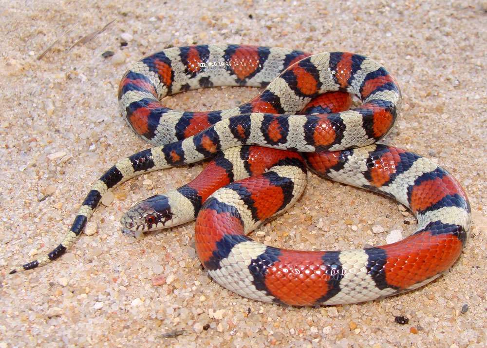 Una serpiente de leche a rayas rojas y negras enroscada en forma de ocho