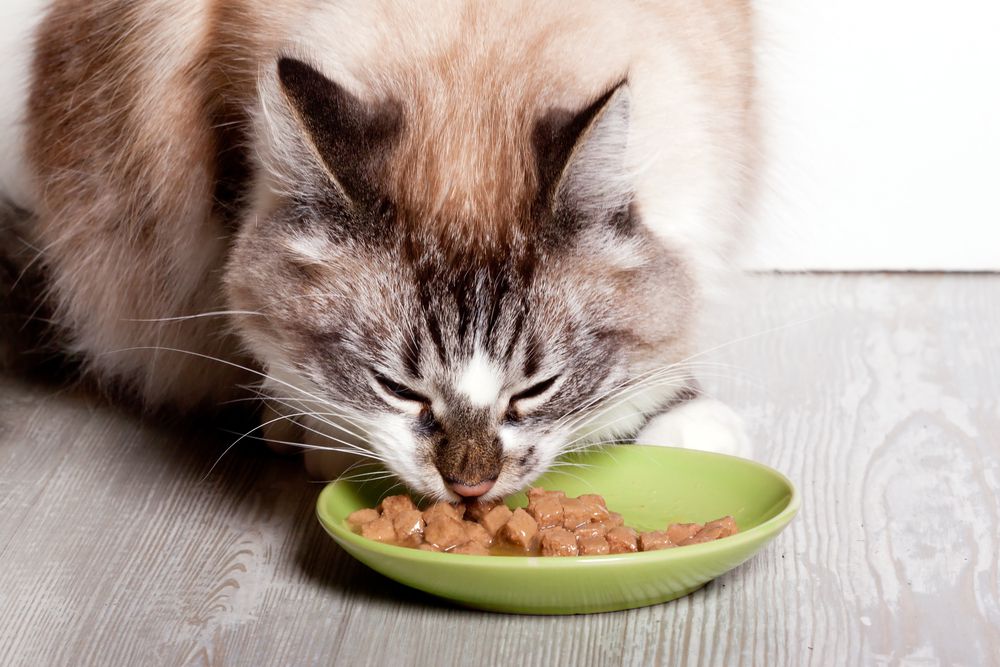 gato comiendo comida enlatada