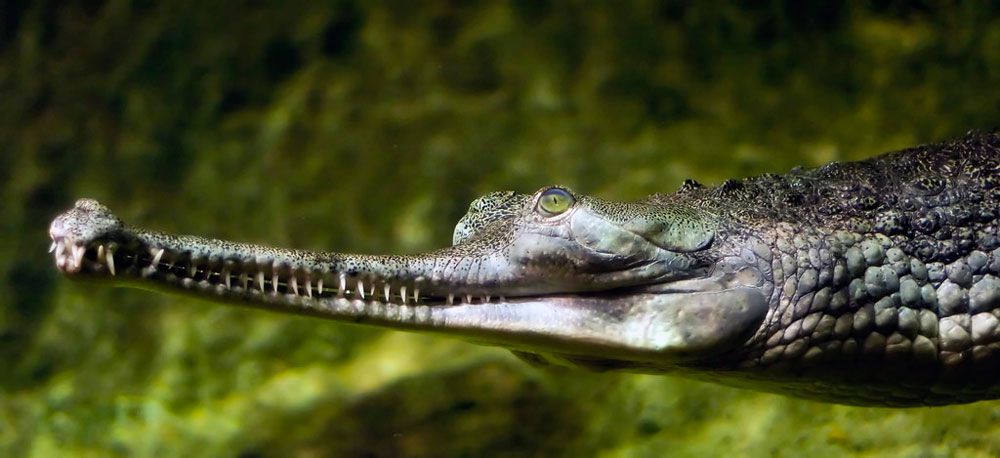 Un ángulo lateral de la cara y el hocico de un gharial delante de un fondo de hojas verdes