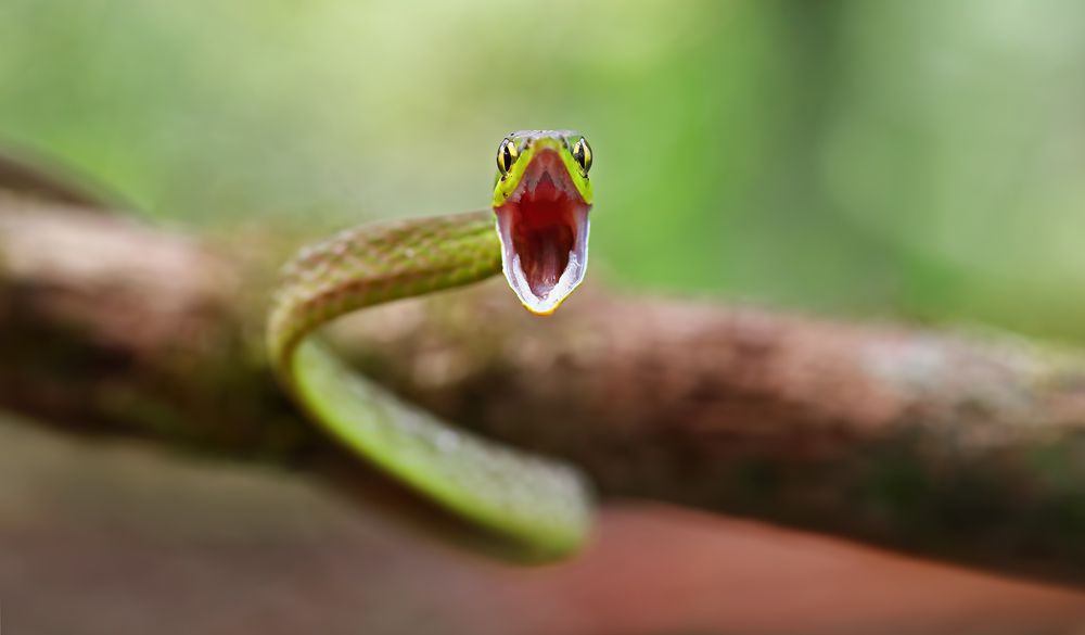 No sólo las víboras, sino también las serpientes no venenosas pueden atacar a velocidades extraordinarias