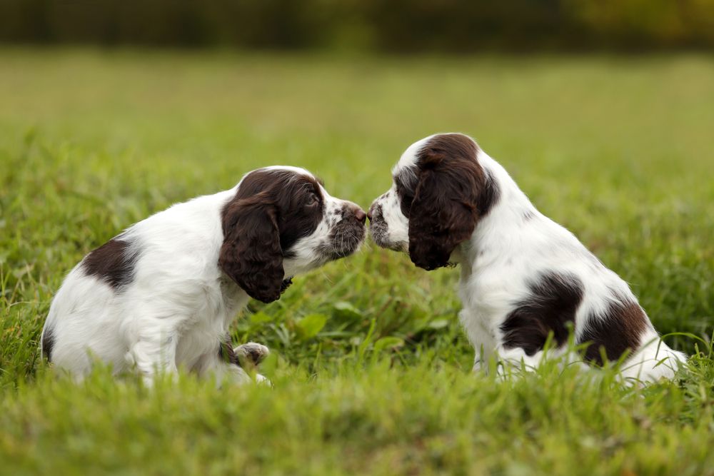 dos cachorros jugando en la hierba
