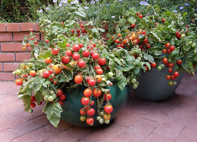 Un contenedor rebosante de tomates