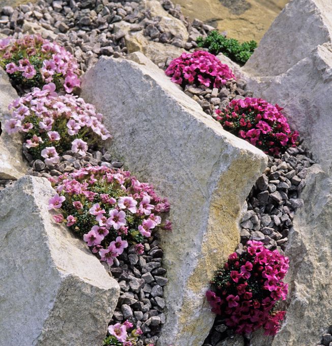 Flores entre losas de roca