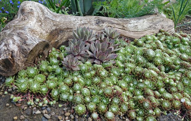 Las plantas Sempervivums crecen en un jardín de rocas