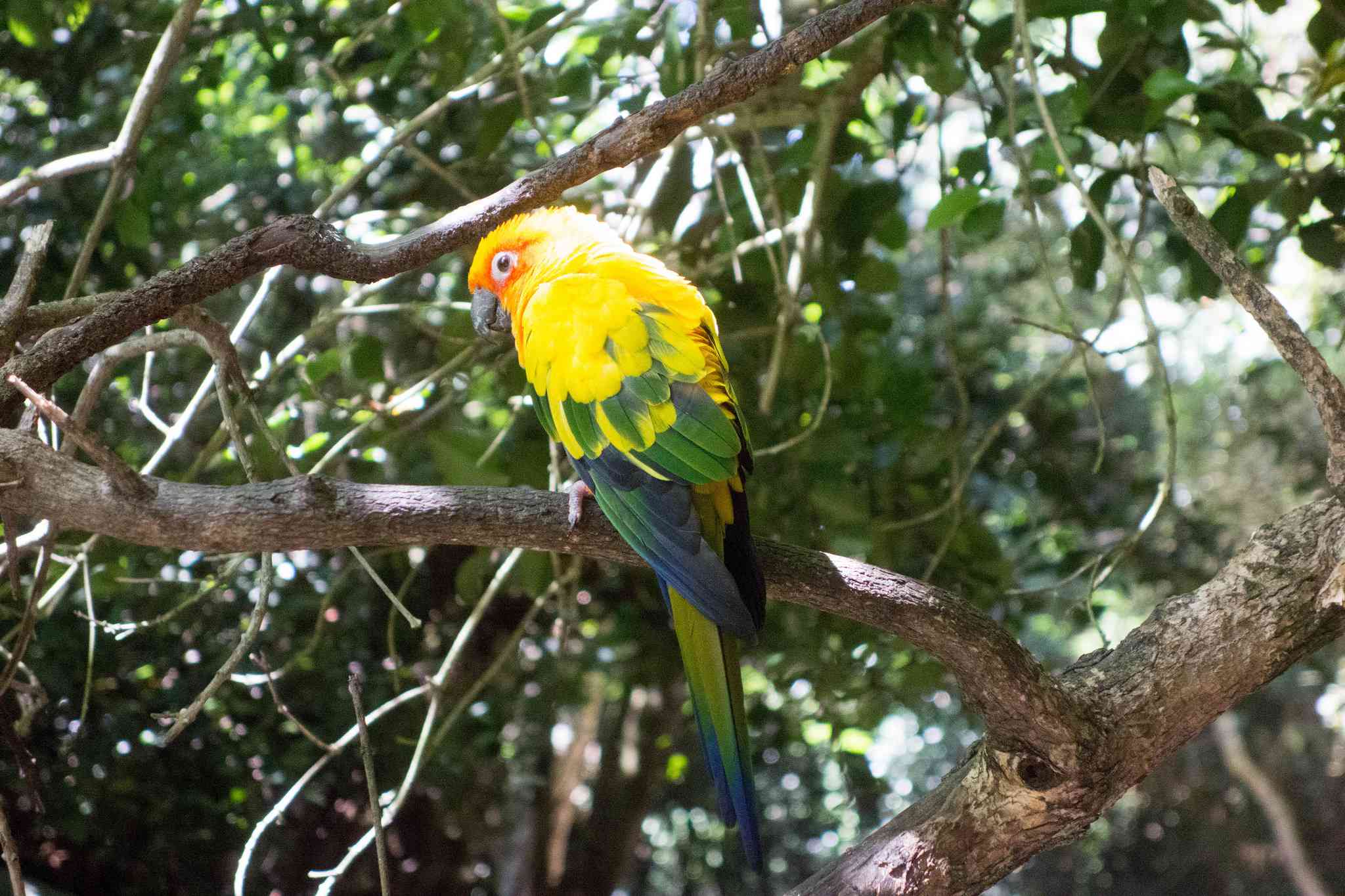 Un pájaro predominantemente amarillo se posa en un árbol de Aves del Edén
