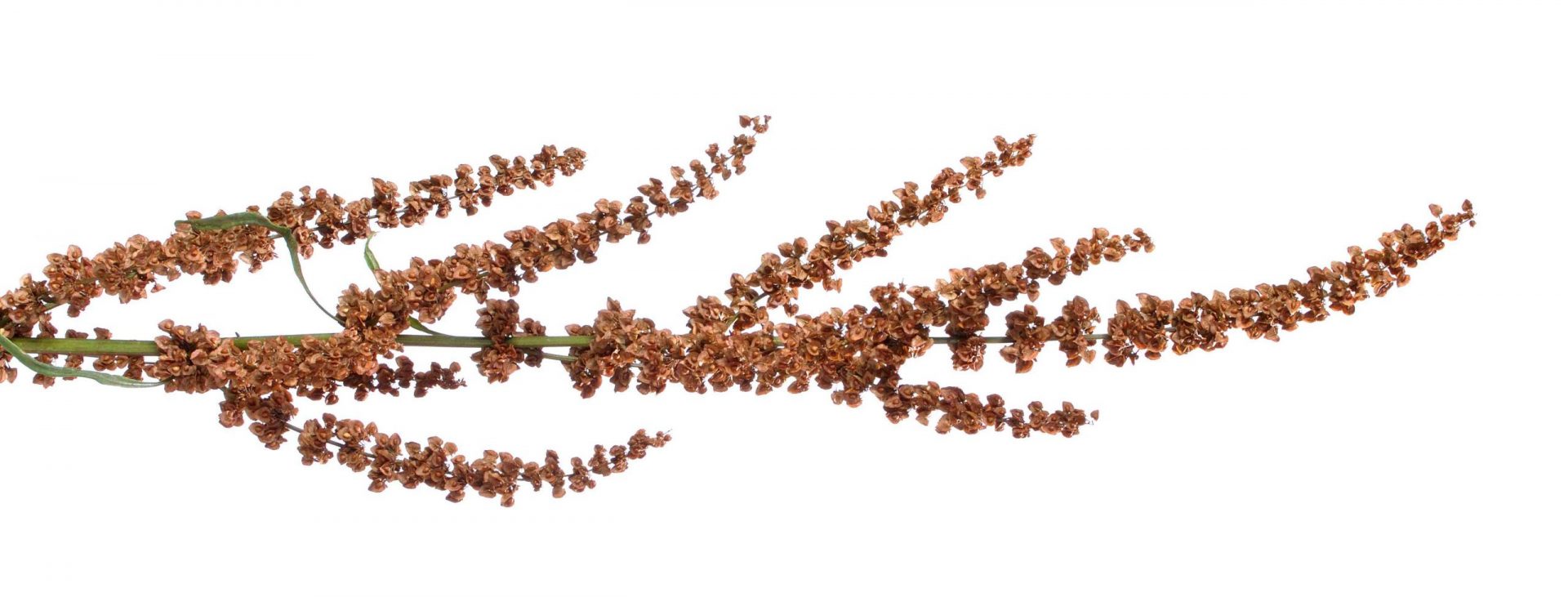 Muelle rizado, Rumex crispus, espiga floral con semillas maduras